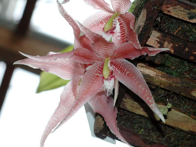 Orchidée Paphinia herrerae