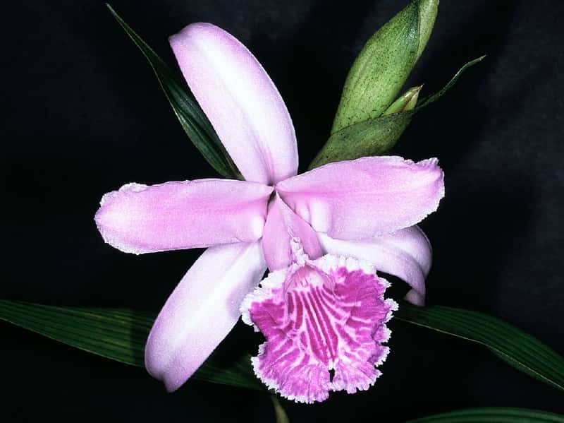 Orchidée Sobralia rosea