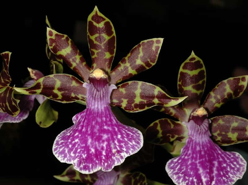 Orchidée Zygopetalum Redvale