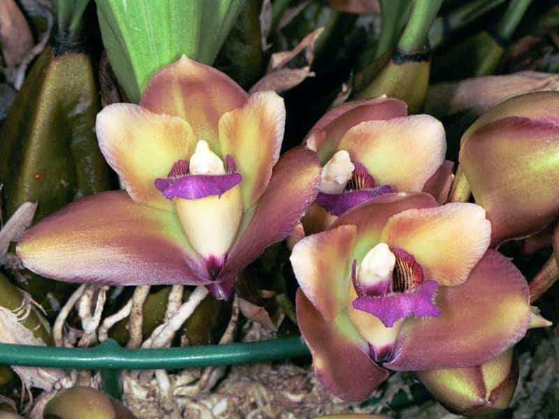 Orchidée Bifrenaria tyranthina