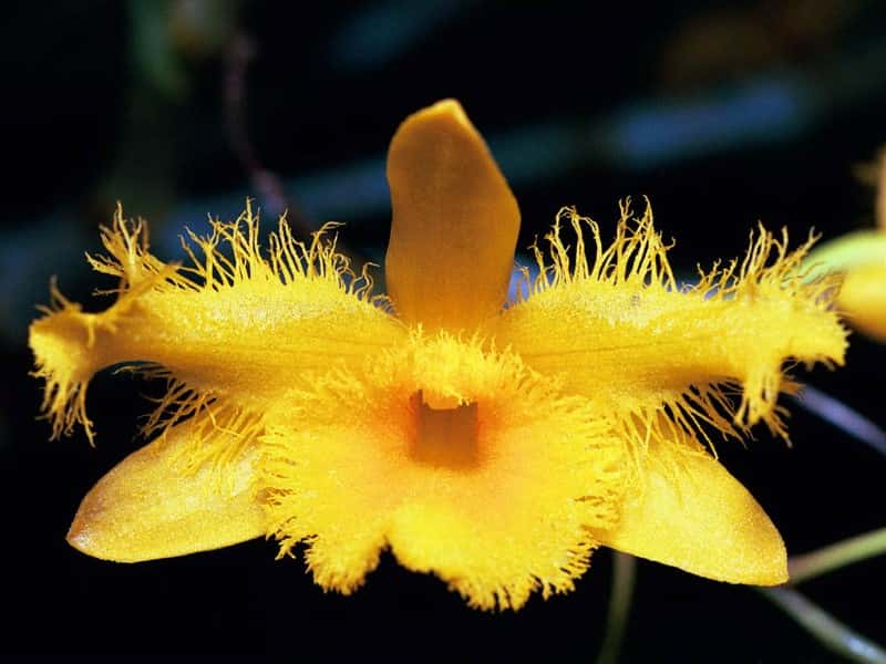 Dendrobium Harveyanum, orchidée asiatique