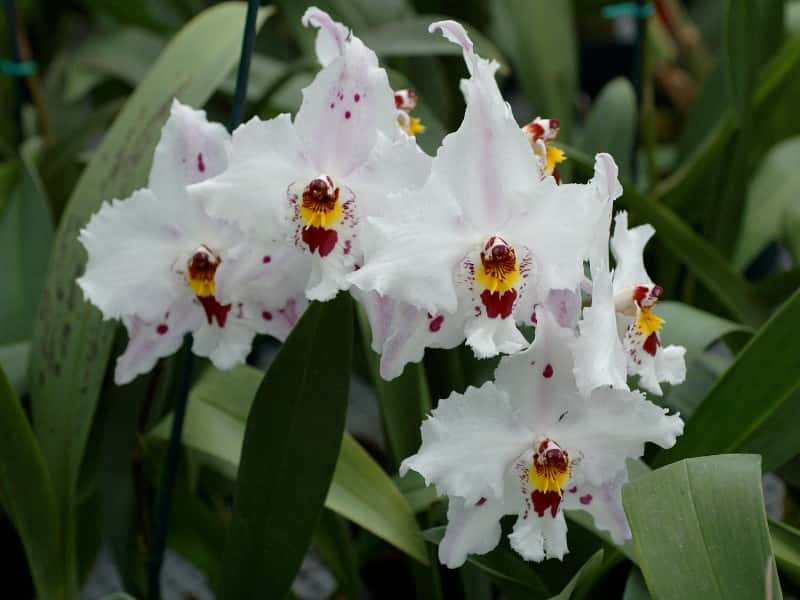 Orchidée Odontoglossum