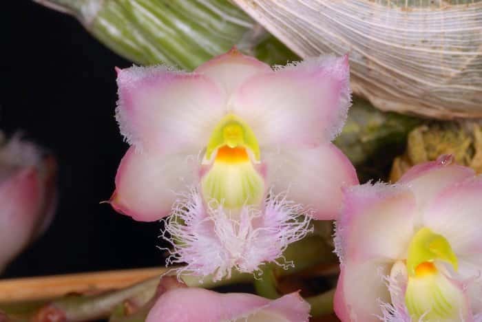 Orchidée Clowesia rosea