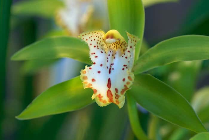 Orchidée Cymbidium hookerianum Cinnabar
