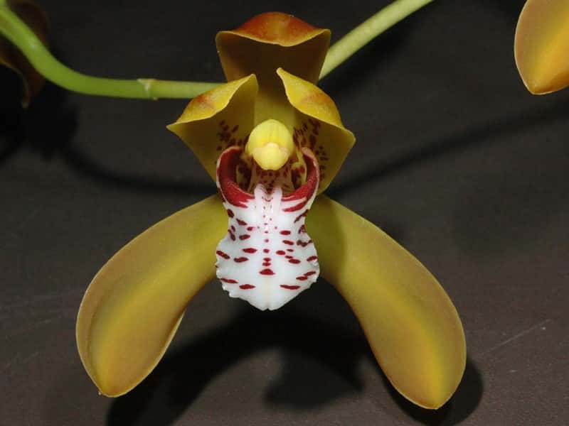 Orchidée Cymbidium tigrinum