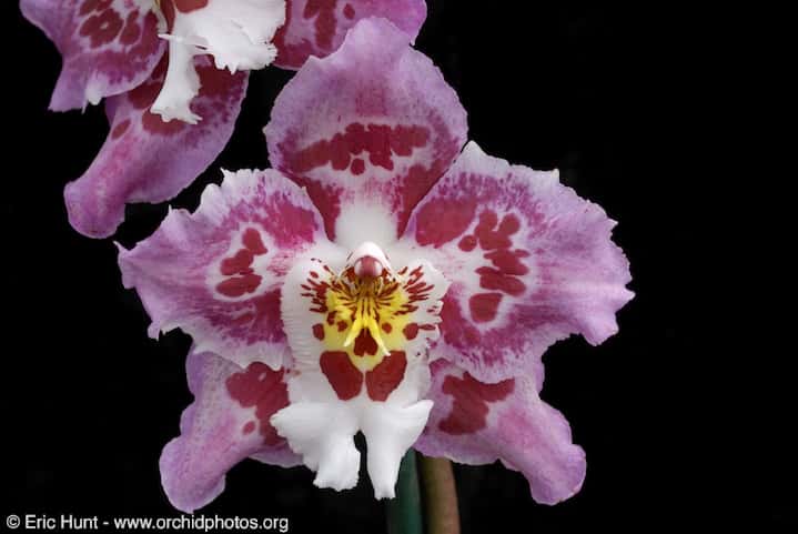 Orchidée Odontioda Glyndebourne Belmonte
