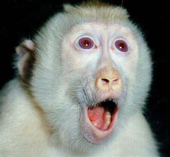 Macaque albinos