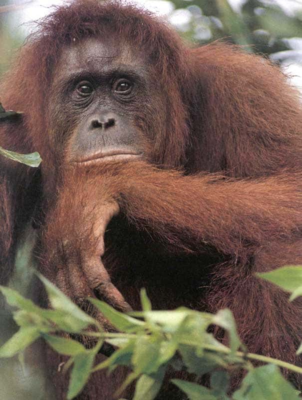 Orang-Outang Sumatra
