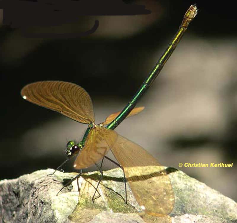 Caloptéryx vierge femelle et le dimorphisme sexuel chez les libellules