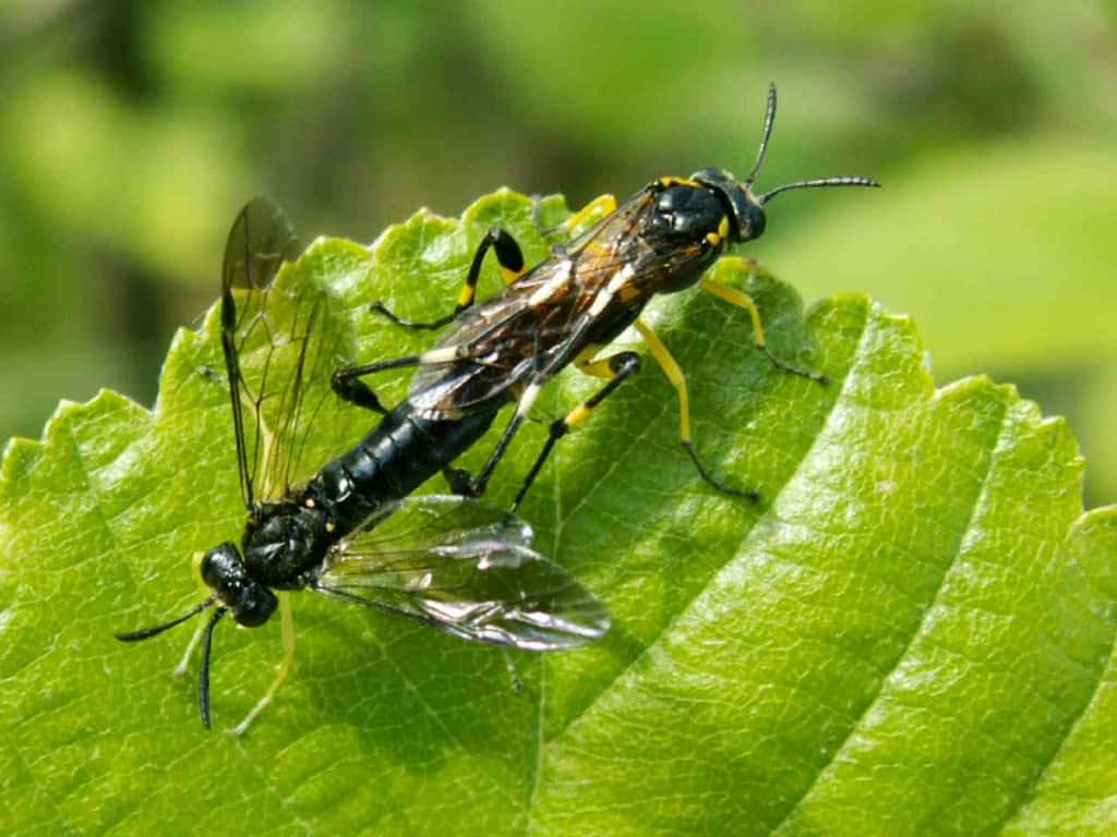 Macrophya montana - Macrophya ou mouche à scie