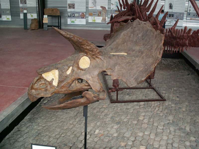 Crâne de Triceratops horridus