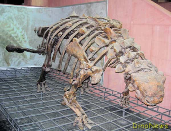 Squelette d'ankylosaure