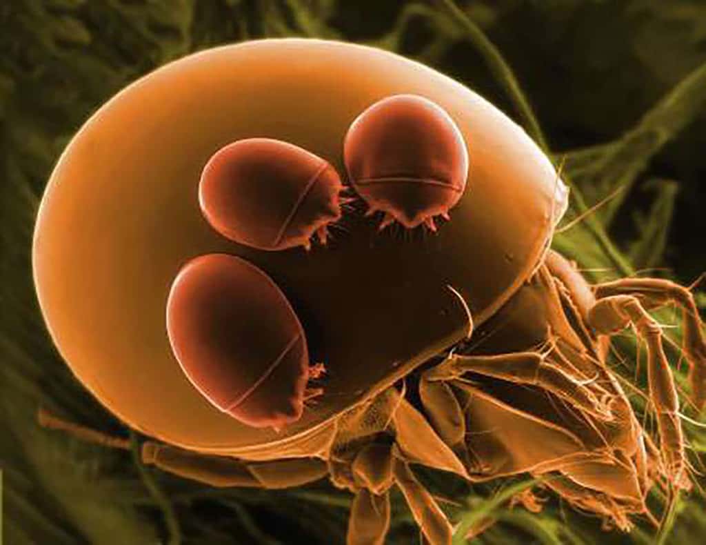 Oribate sp.. "Oribate sp." Groupe d'acariens caractérisé par la présence d'une carapace (exosquelette) qui recouvre le corps. Les oribates sont minuscules (&lt; 1mm) et vivent dans le sol, la litière, la matière organique et les tapis de mousse et de lichens où ils peuvent atteindre de très grandes densités de population. Ils se nourrissent de matière en décomposition, de champignons et d'algues. Ils sont hermaphrodites. Ces petites bêtes ont un rôle primordial dans le recyclage de la matière organique en la fragmentant en plus petites particules qui rendent les nutriments disponibles dans le milieu. Acariens transportés par un acarien d'une autre espèce (Hypope). C'est la phorésie. Reproduction et utilisation interdites © Photographe scientifique : Pascal Goetgheluck. Voir son autre galerie : http://www.futura-sciences.com/communiquer/g/showgallery.php/cat/559 http://www.goetgheluck.com/index.html © Mona-Lisa Production Le film : Les envahisseurs invibles http://www.monalisa-prod.com/vf/index.htm