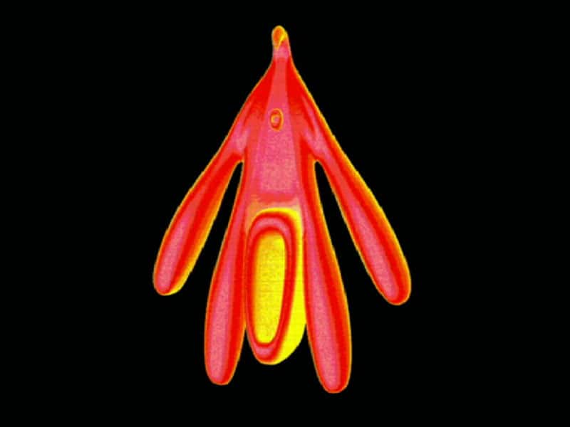 Image 3D du clitoris