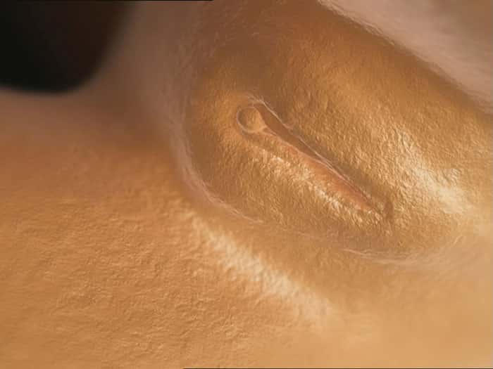Le tubercule génital se transforme en clitoris
