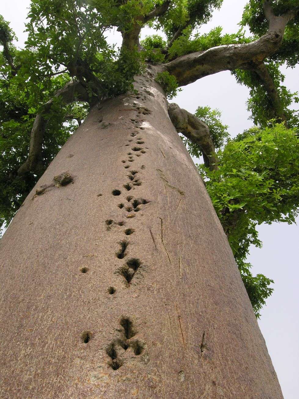 Un tronc de baobab entaillé par l'Homme