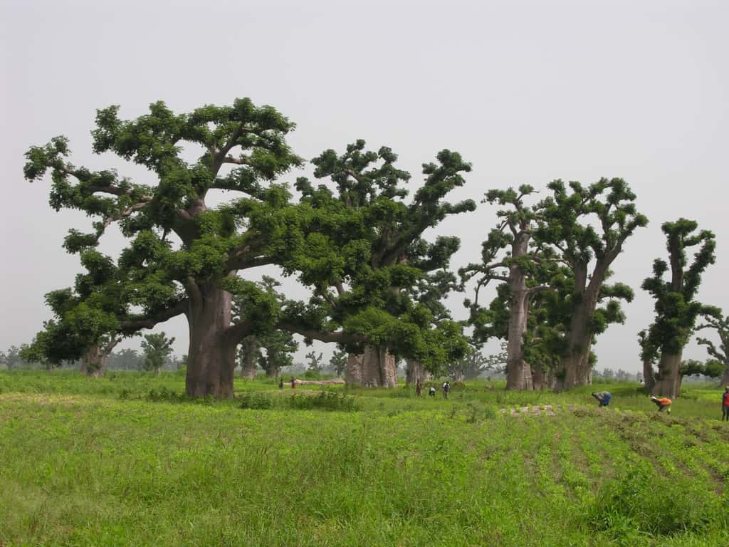 Forêt de baobab pendant la saison des pluies