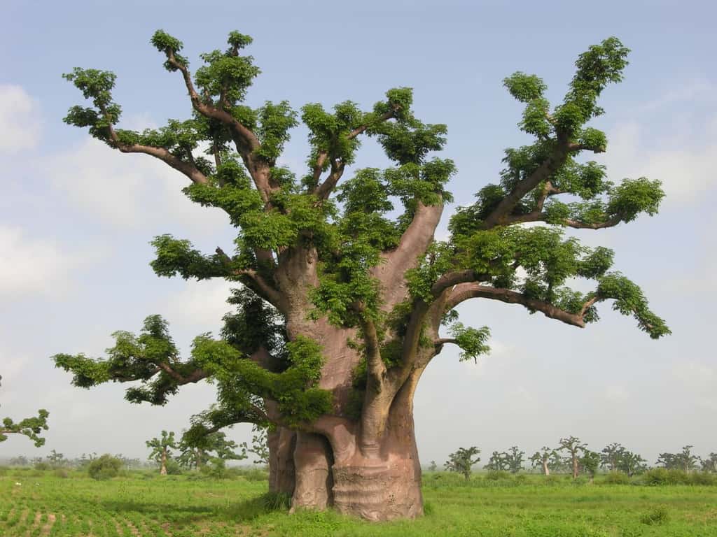 Baobab gigantesque de la région de Nguékokh, au Sénégal