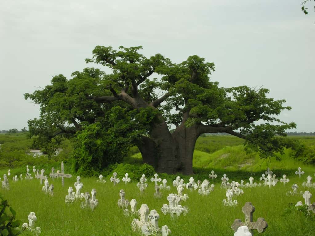 Baobab de Joal-Fadiouth, au Sénégal