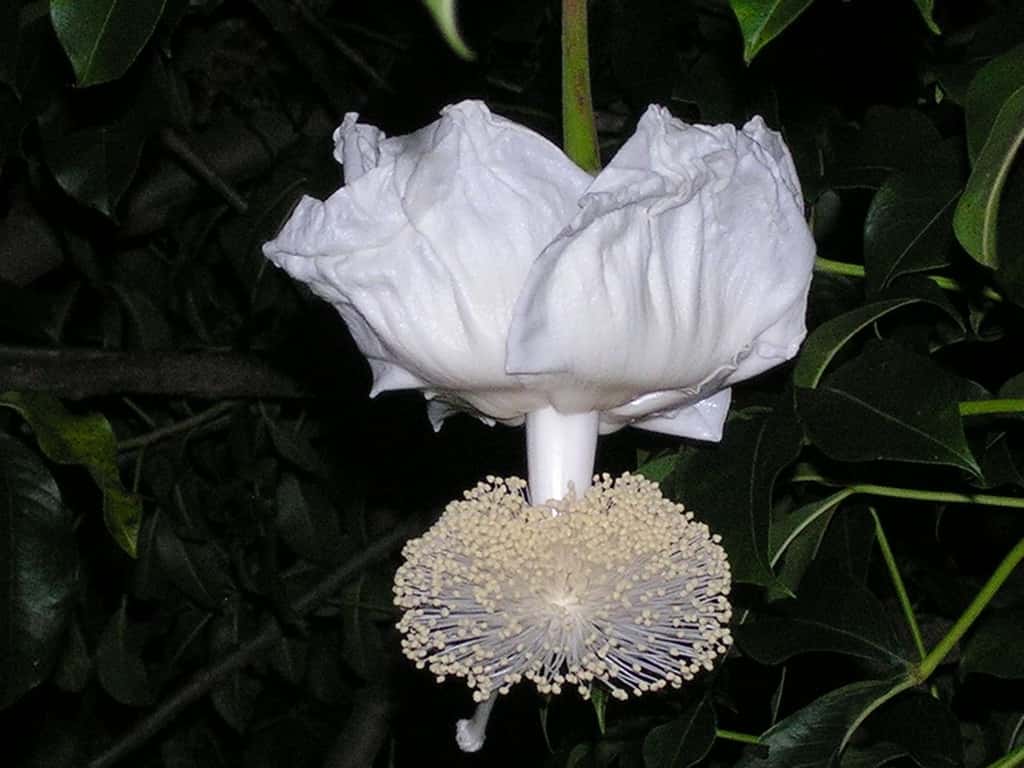 Fleur blanche de baobab