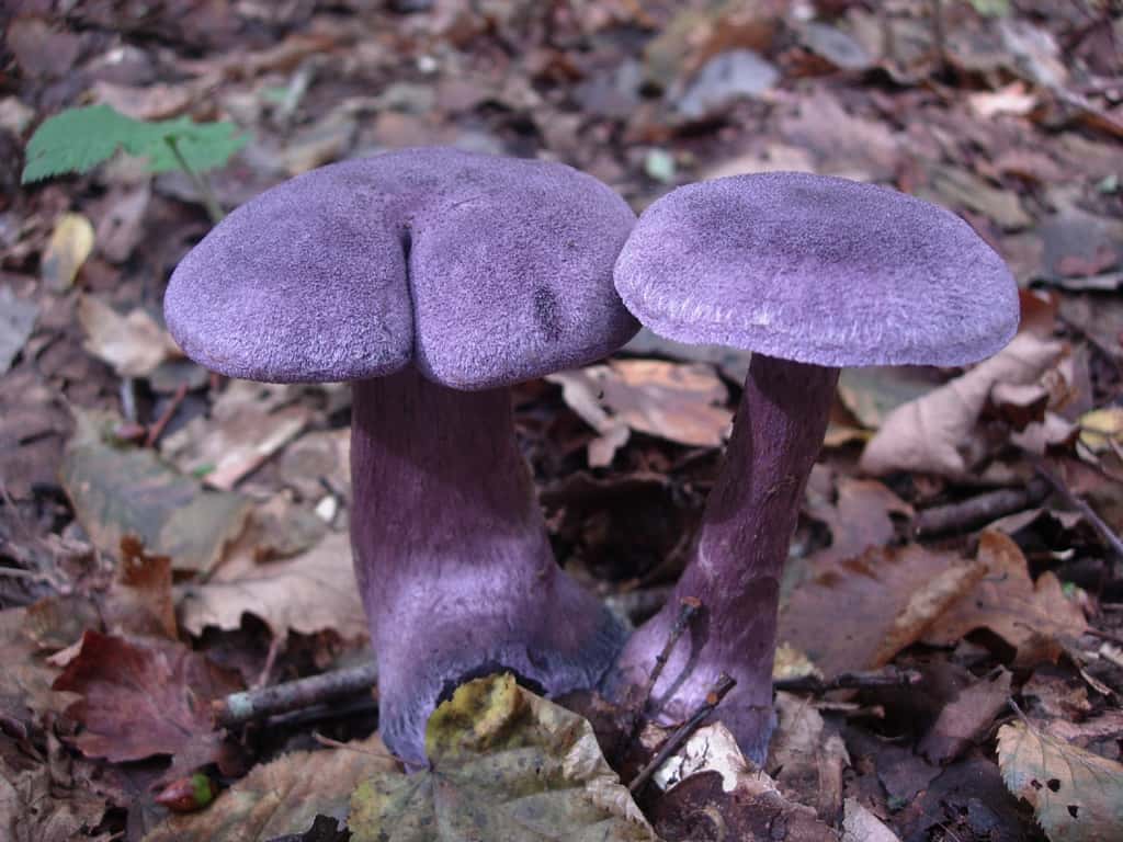 Cortinaire violet