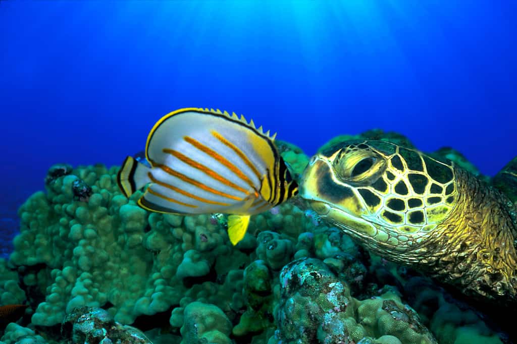Baiser sous-marin entre un poisson et une tortue de mer