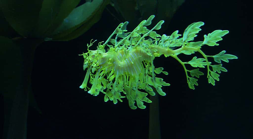 Le dragon de mer feuillu ou hippocampe feuille