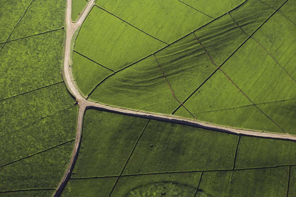 Vue aérienne d'une plantation de thé