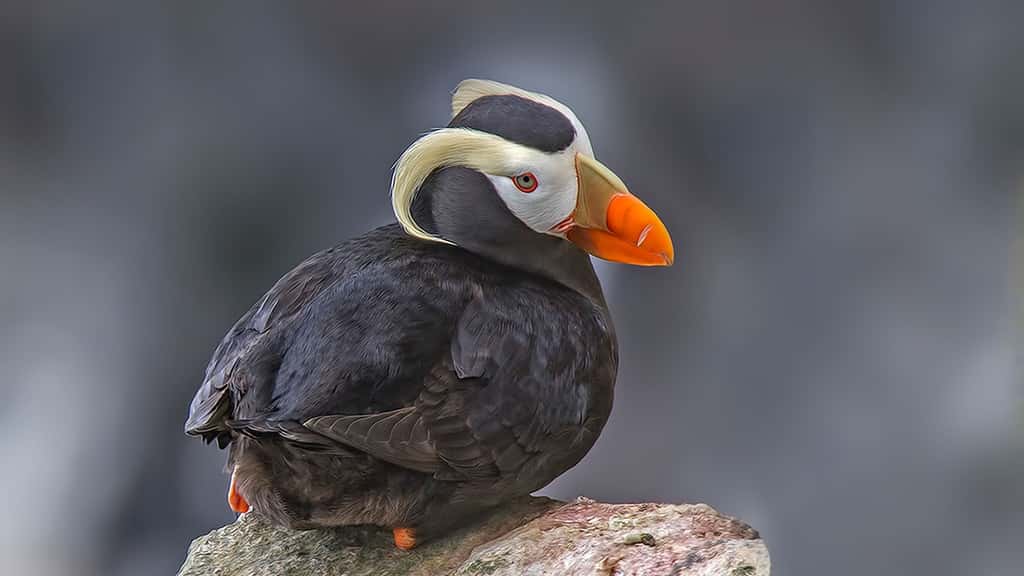 Le macareux huppé (Fratercula cirrhata) est un oiseau marin de la famille des Alcidés. Il niche dans des trous creusés sur des îlots herbeux au bord de l'océan Pacifique nord. Il se nourrit de poissons et hiverne en haute mer.
Photo prise sur les falaises de&nbsp;Zapadni, sur l'île Saint-Paul, en&nbsp;Alaska.
© Image Courtesy Alan And Elaine Wilson, http://www.naturespicsonline.com/