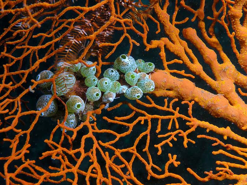Un étrange animal marin : Atriolum robustum