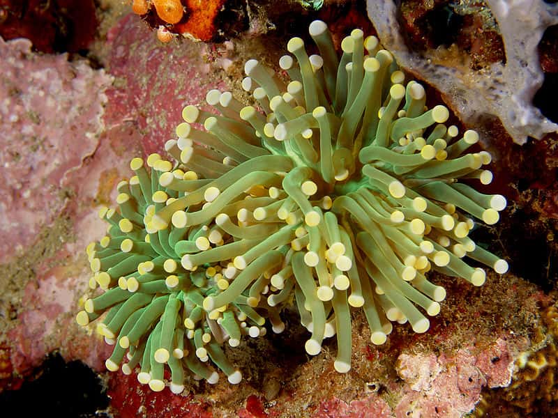 Les coraux du Timor oriental (Euphyllia glabrescens)