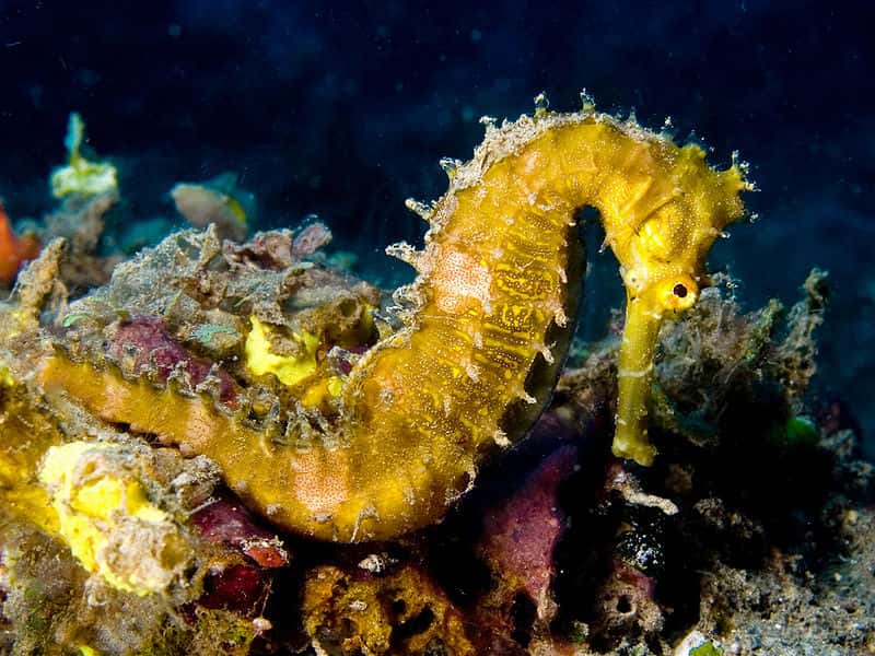 Un hippocampe hérissé photographié au Timor oriental (Hippocampus histrix)