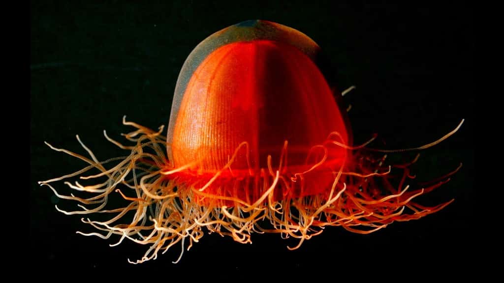 Crossota norvegica, une étrange méduse rouge