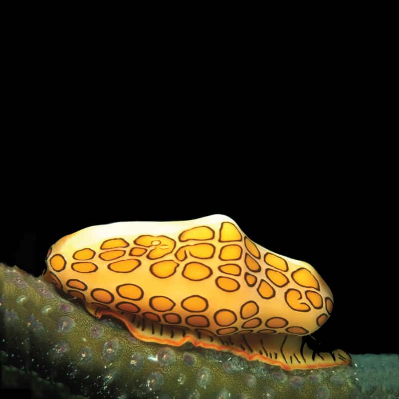 L'escargot de mer Monnaie caraïbe ou Cyphoma gibbosum