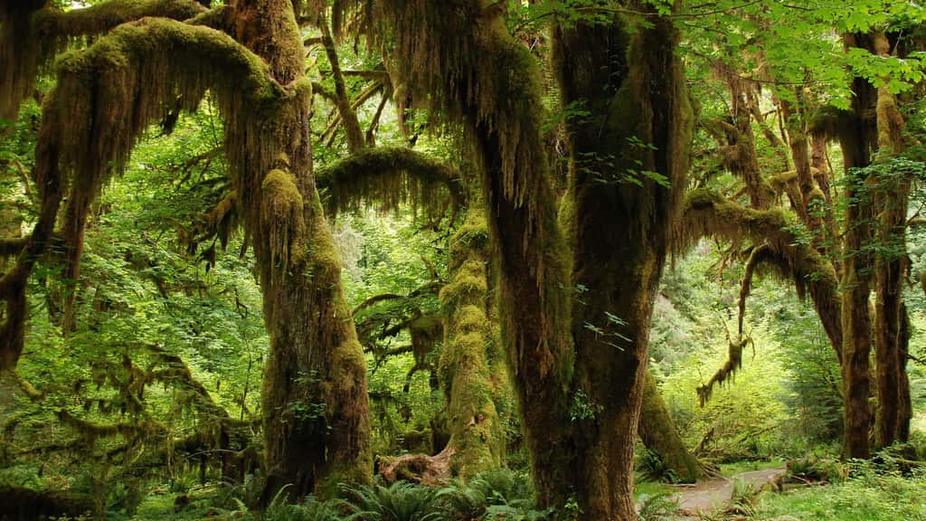Forêt tropicale primaire