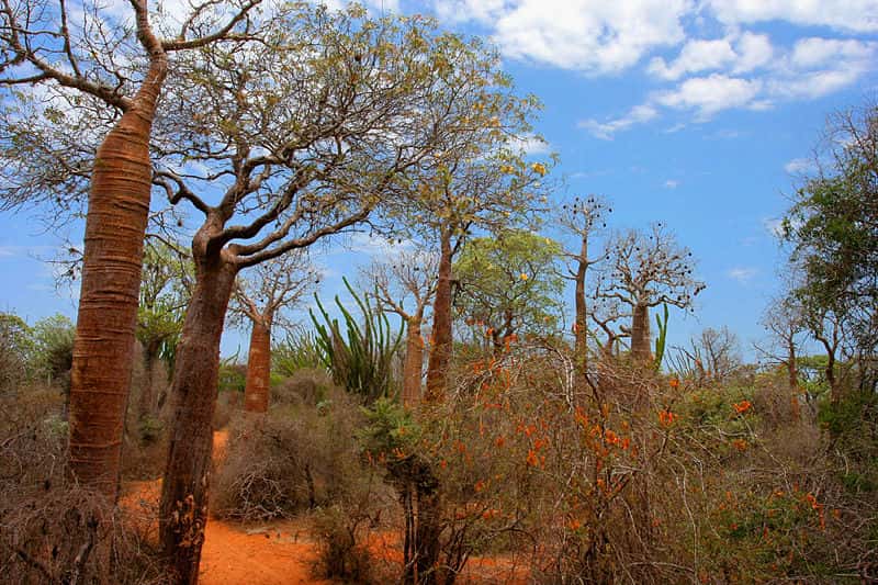 Madagascar  :  Spiny forest