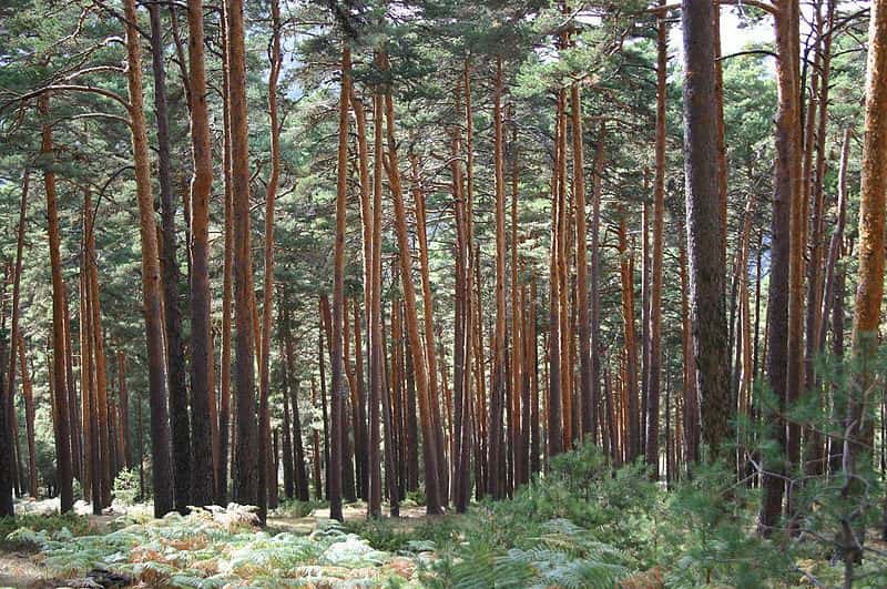Forêt de pins sylvestre