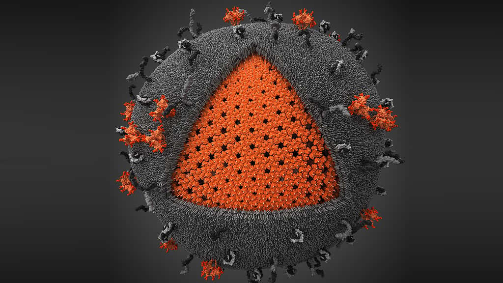 Couche matricielle du VIH. Sous la membrane lipidique (en gris) dérivée de la cellule hôte, il existe une couche constituée de protéines de matrice (orange) codées par le génome viral. © http://visualscience.ru/en/