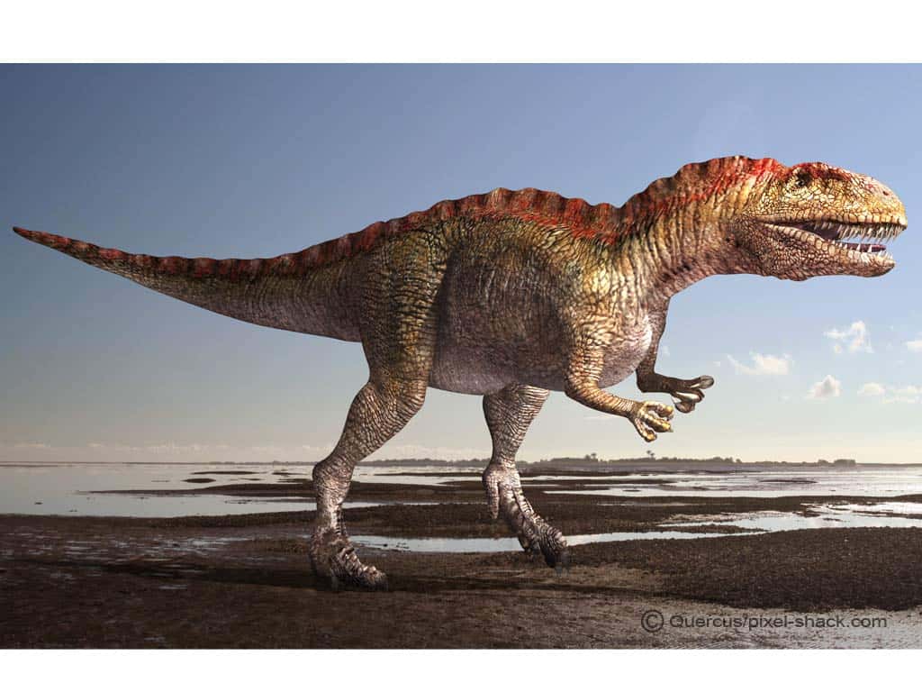 L'acrocanthosaure, ou Acrocanthosaurus, l'un des plus grands théropodes