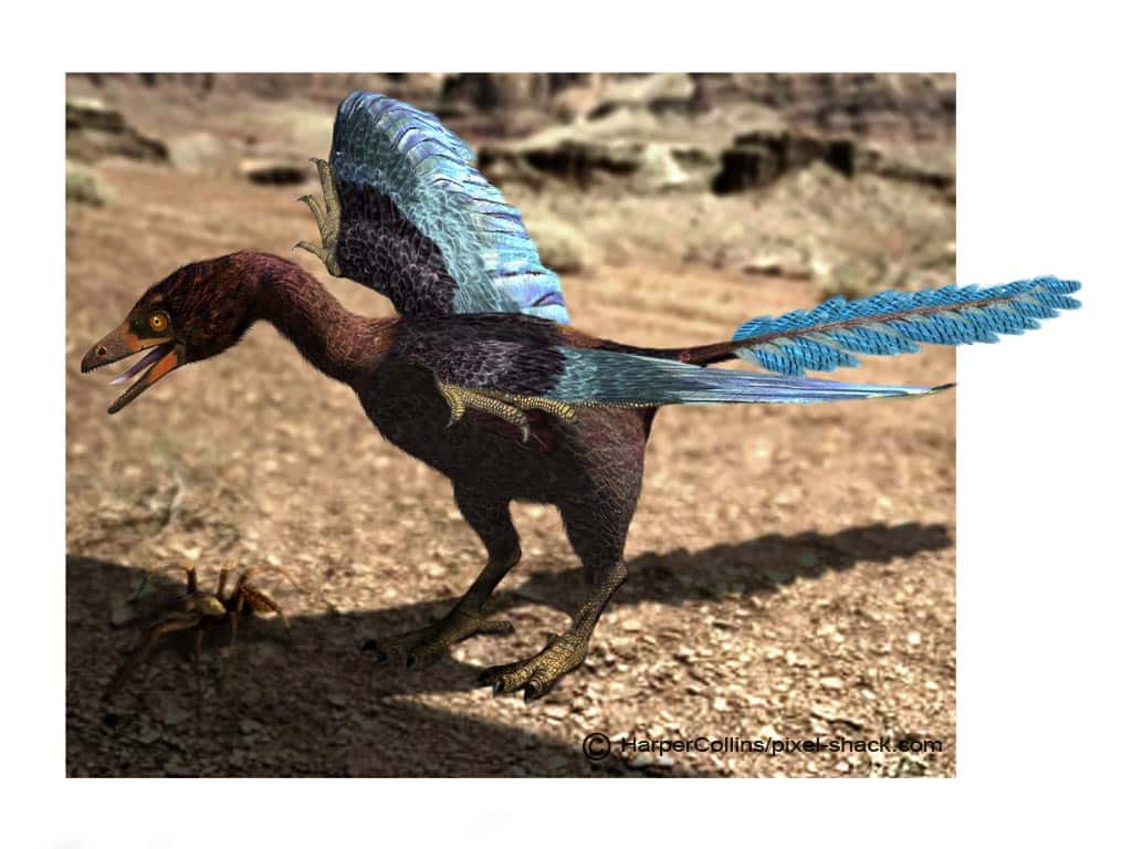 Les dinosaures avaient des plumes !