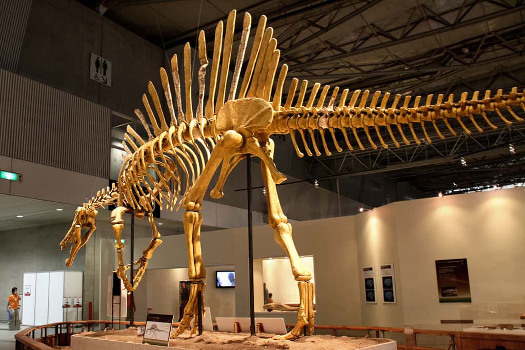 Le Spinosaurus, un dinosaure théropode