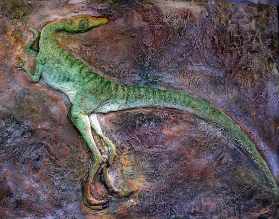 Compsognathus exposé au Musée d'Esparaza