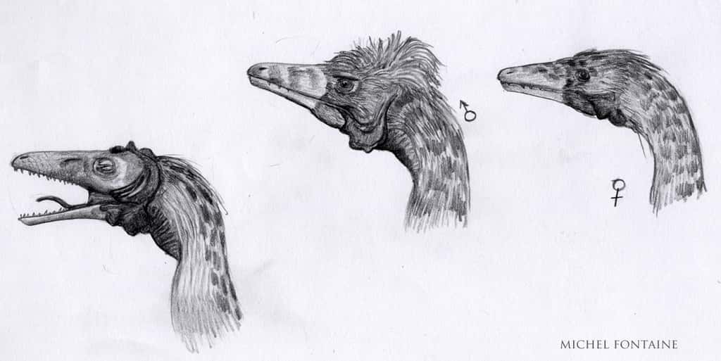 Compsognathus ébauche tête