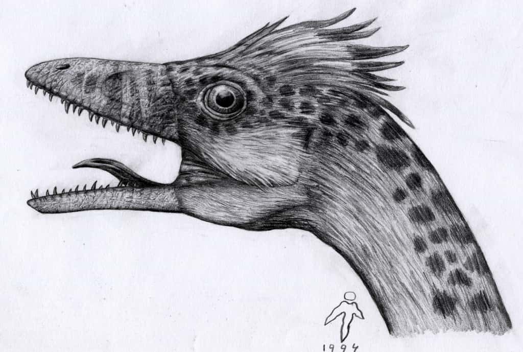Compsognathus - tête