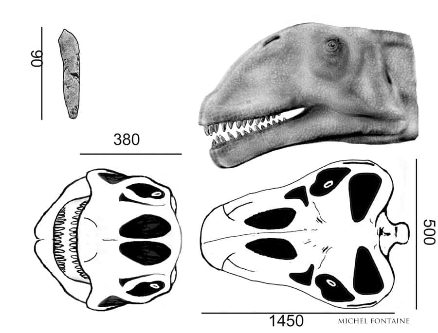 Atlasaurus détail du crâne