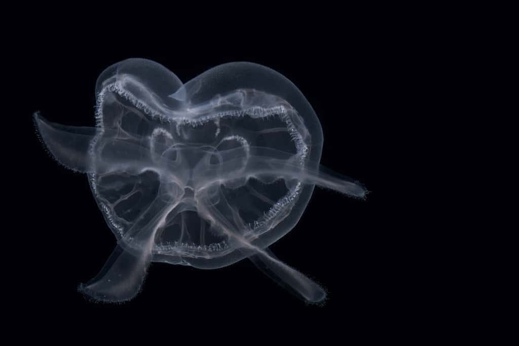 Certaines méduses sont quasi transparentes, car leur corps est suffisamment homogène pour ne pas interférer avec la lumière incidente. © Thanos Dailianis, CC by-nc-sa 3.0