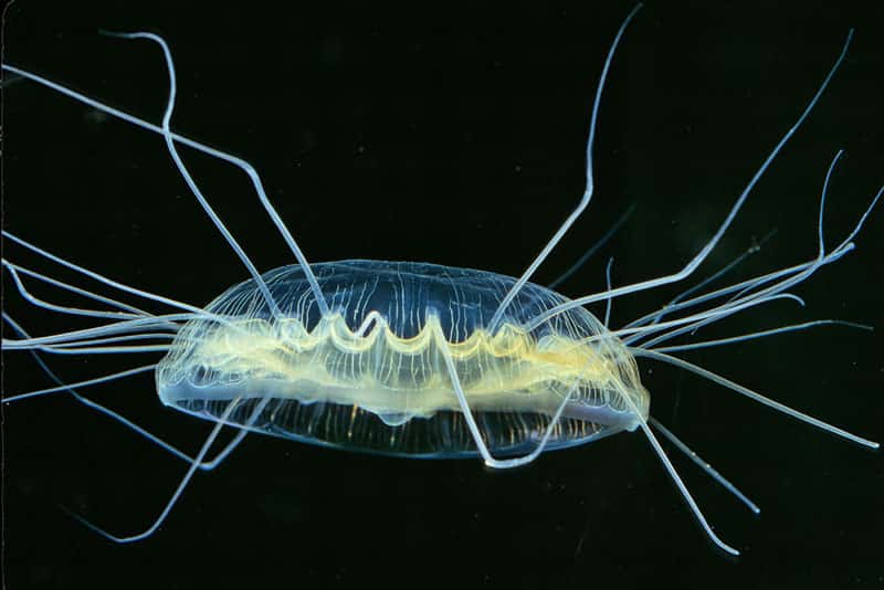 La méduse Pegantha sp.
