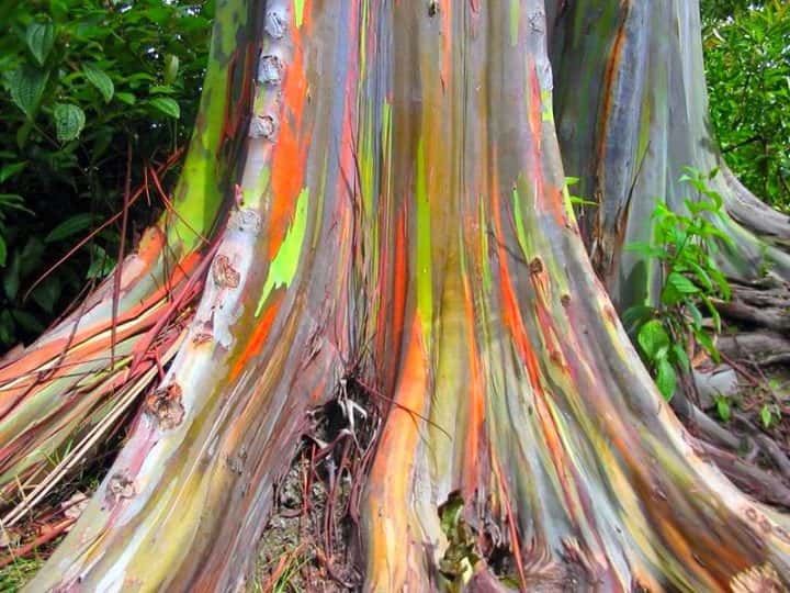 Eucalyptus deglupta, un arbre arc-en-ciel !