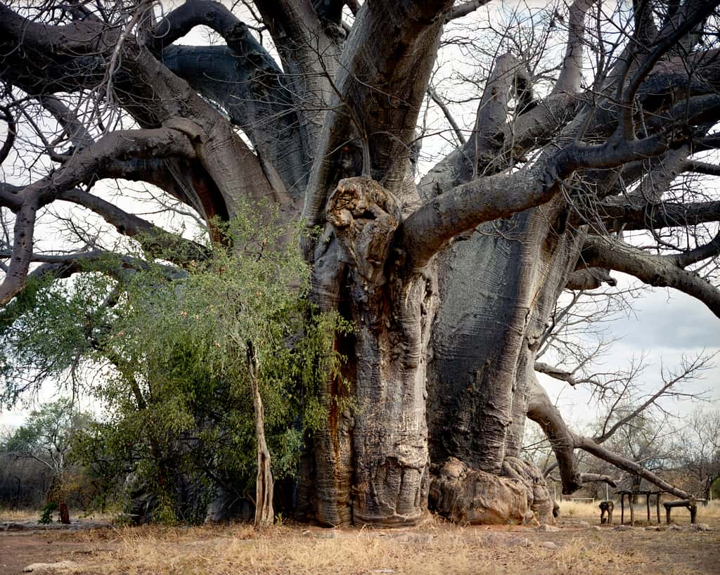 Un baobab de 2.000 ans