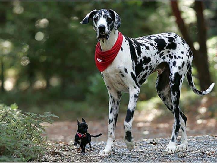 Dalmatien et mini chien !